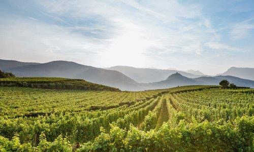 VINOSO.Shop oggi vorrebbe presentarvi i vini di Winzerberg.