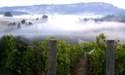 Sonoma County: la splendida contea vinicola in California