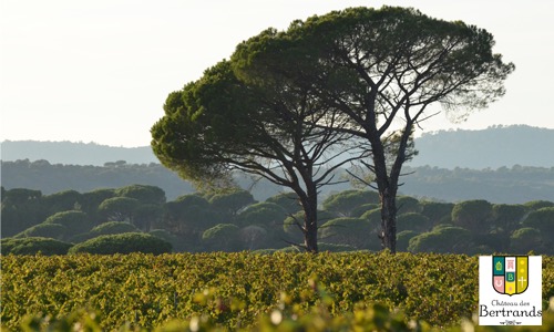 CHÂTEAU DES BERTRANDS: The Rosé of the Côte de Provence