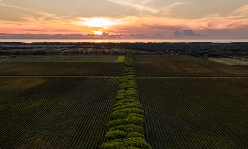 Supertuscan are brave wines that defied tradition.