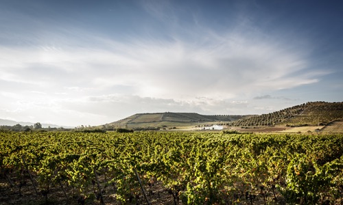 VINOSO.Shop oggi vorrebbe presentarvi i vini di Antonella Corda.