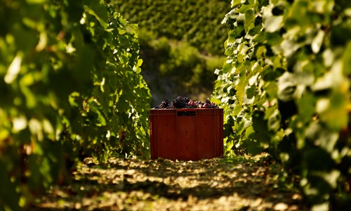 VINOSO.Shop oggi vorrebbe presentarvi il Coeur des Bar Blanc de Noir