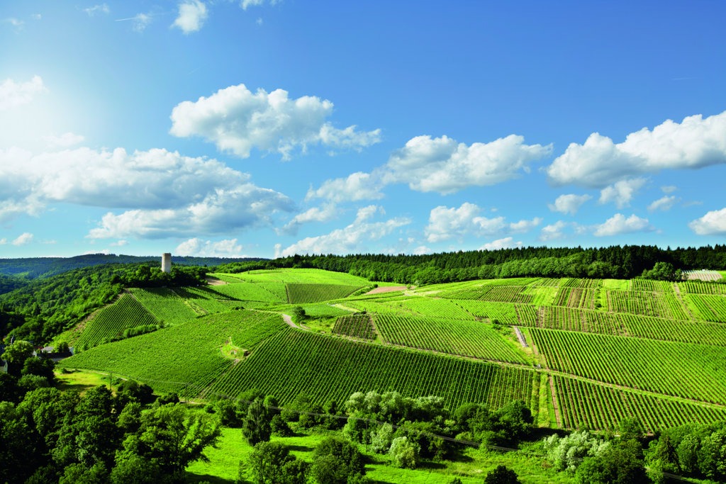 VINOSO.Shop oggi vorrebbe presentarvi la zona di produzione del Rheingau.