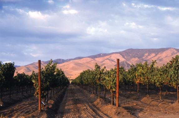 VINOSO.Shop oggi vorrebbe presentarvi i vini di Kendall Jackson.