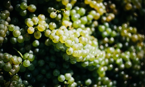 VINOSO.Shop oggi vorrebbe presentarvi il Sauvignon Blanc Ehrenhausen 2017 di Tement