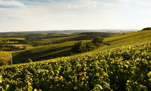 VINOSO.Shop oggi vorrebbe presentarvi Lo Champagne Devaux Cuvée D Brut 